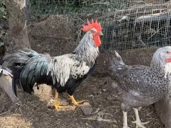 Chickens