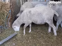 Ovan, White Suffolk sheep — fotografija 2