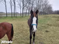 حصان, Hungarian horse breed — الصورة 5