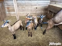Cabra, Alpine goat — foto 3