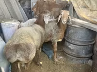 Widder, Arashan sheep — Foto 2