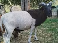 Carnero, Cameroon sheep — foto 1