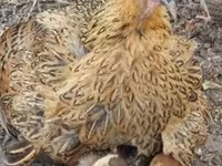 Chickens — الصورة 8