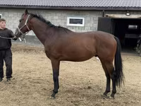 Pastuv, Thoroughbred horse — fotografija 2