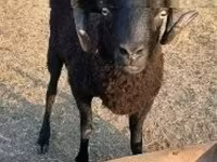 मेढ़ा, भेड़ — फ़ोटो 1