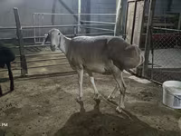 Ovca, Afghan Arabi sheep — fotografija 2
