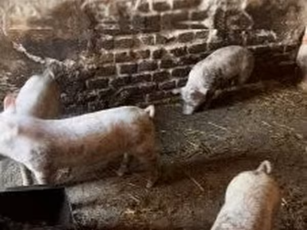 Świnie (partia, płeć nieokreślona), Świnie