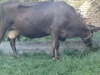 Cow, Swiss cattle — photo 2