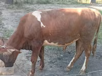 Bydło (partia, płeć nieokreślona), Bydło — zdjęcie 4