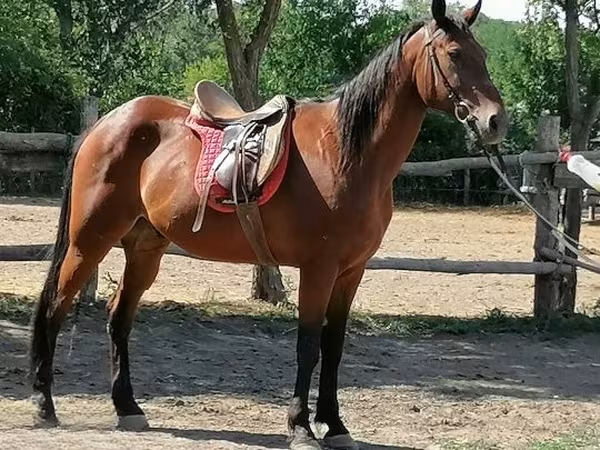 Koń, Konie