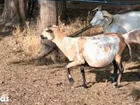 Sheep, Cameroon sheep — photo 1