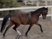 Koń, Hackney horse — zdjęcie 2