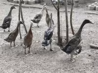 إنديان رانر — الصورة 1