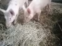 母猪, Pigs — 照片 1