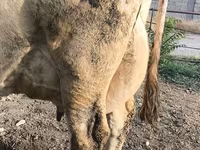 İnək, Swiss cattle — foto 2