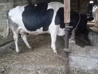 Cow, Russian Black pied cattle — photo 4