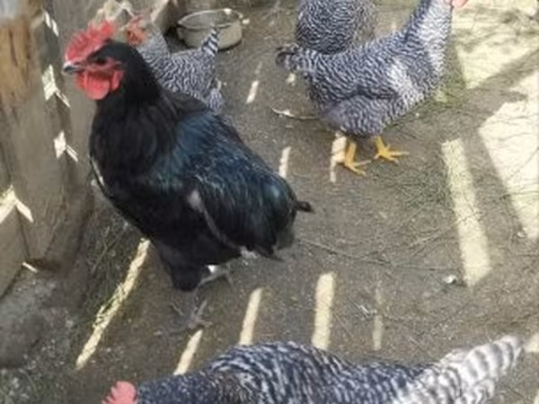 Australijska pit borbena kokoš