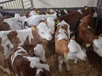Bull, Simmental cattle — photo 5