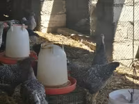 Turkeys — fotografija 8