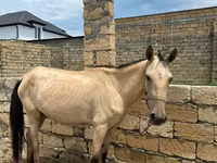 Horses (batch, sex not specified), Horses — photo 6