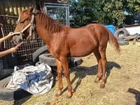 Cavalo, Kisber felver — foto 3
