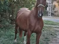 Cavalo, Kisber felver — foto 1