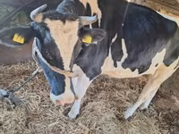 母牛, Limousin cow — 照片 3
