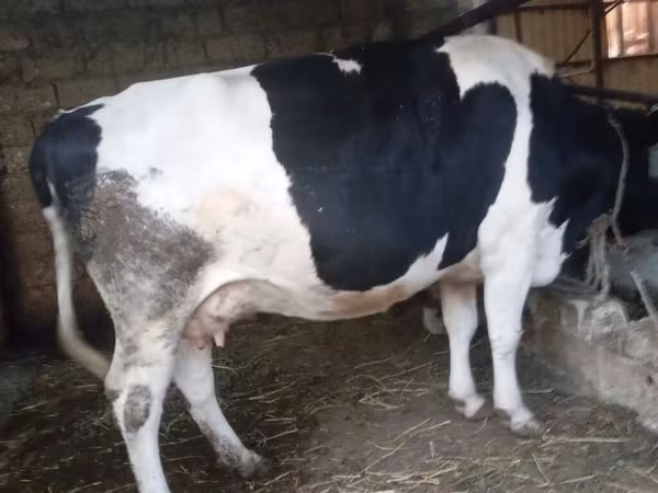 Cow, Russian Black pied cattle