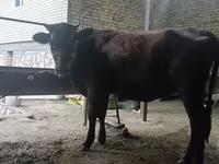 Krowa, Kalmucka rasa — zdjęcie 4