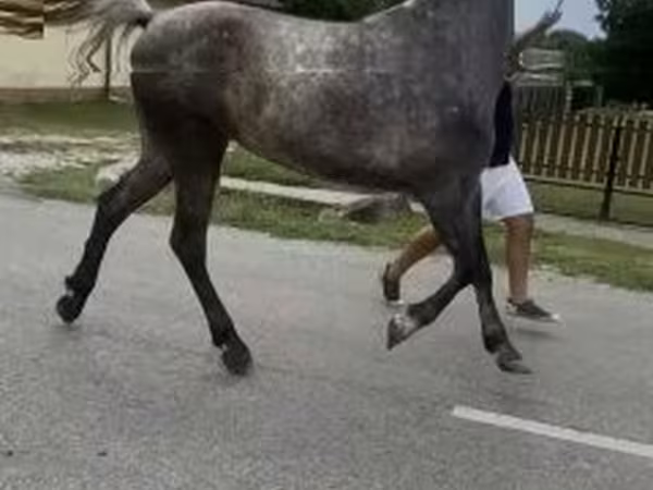 Égua, Cavalos — Hungria