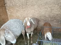 雌羊, Arashan sheep — 写真 2