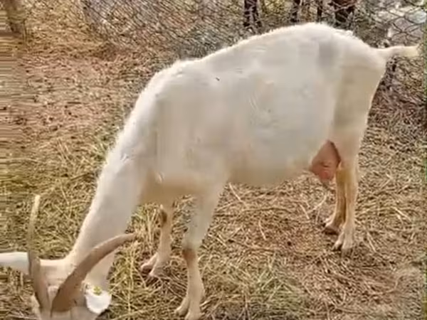 Ziege, Saanen goat