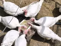 Turkeys — zdjęcie 5