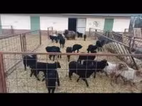 نعجة, Racka sheep — الصورة 3