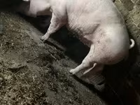 雌豚, 豚 — 写真 7