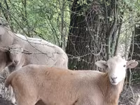 Ovan, Katum sheep — fotografija 1