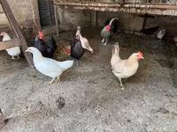 galinha dinamarquesa — foto 3