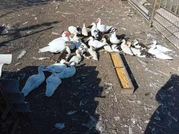 Ducks — Węgry