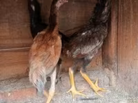 Chickens — foto 3