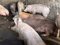 Cerdos (lote, sexo no especificado), Cerdos — foto 1