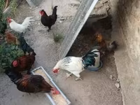 Chickens — Foto 6