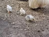 كوشين — الصورة 3