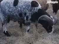 Widder, Jacob's sheep — Foto 1