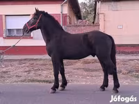 حصان, Friesian — الصورة 5