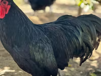 Australorp — fotografija 1