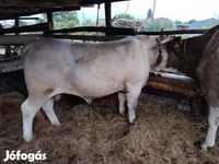 Bull, Cattle — photo 3
