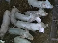Eber, Schweine — Foto 3