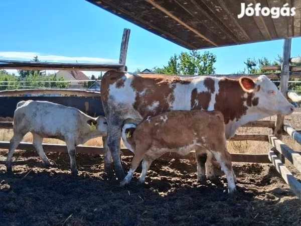 Krowa, Węgierska szara rasa — Węgry