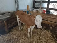Бұқа, Simmental cattle — 2-сурет