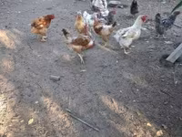 Chickens — foto 5